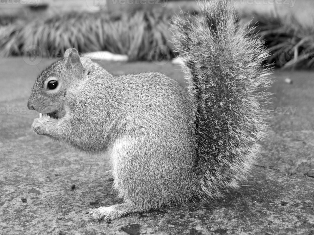 Squirrel close view background. Cute little squirrel in its natural habitat. Black and white monochrome grayscale photo
