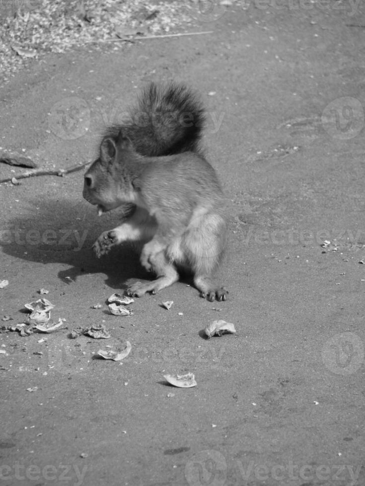 Squirrel close view background. Cute little squirrel in its natural habitat. Black and white monochrome grayscale photo