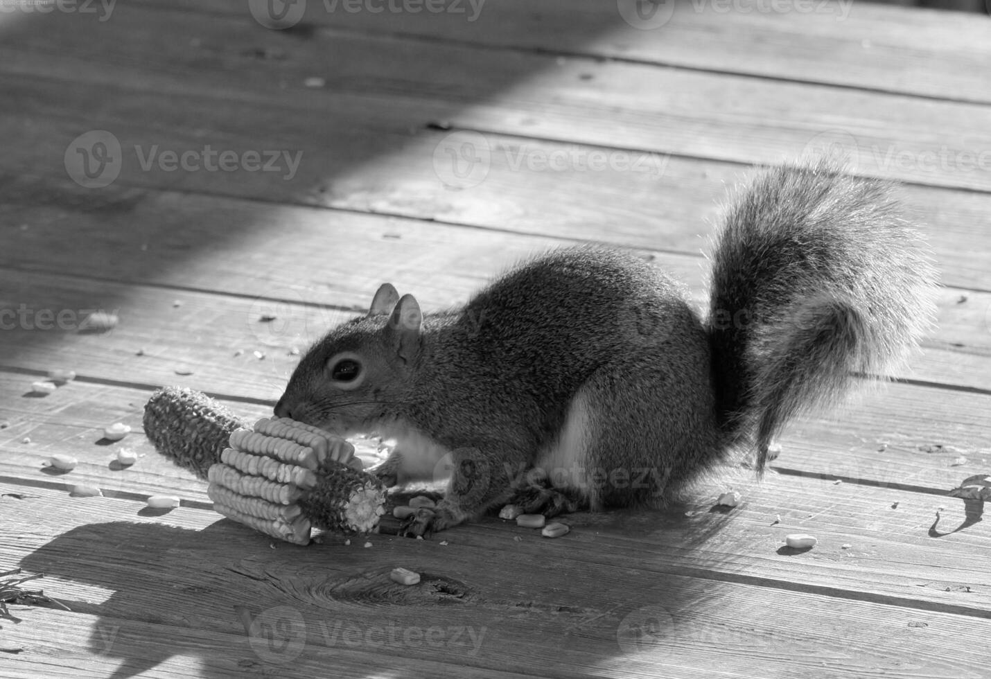 Squirrel close view background. Cute little squirrel in its natural habitat. Black and white monochrome grayscale photo