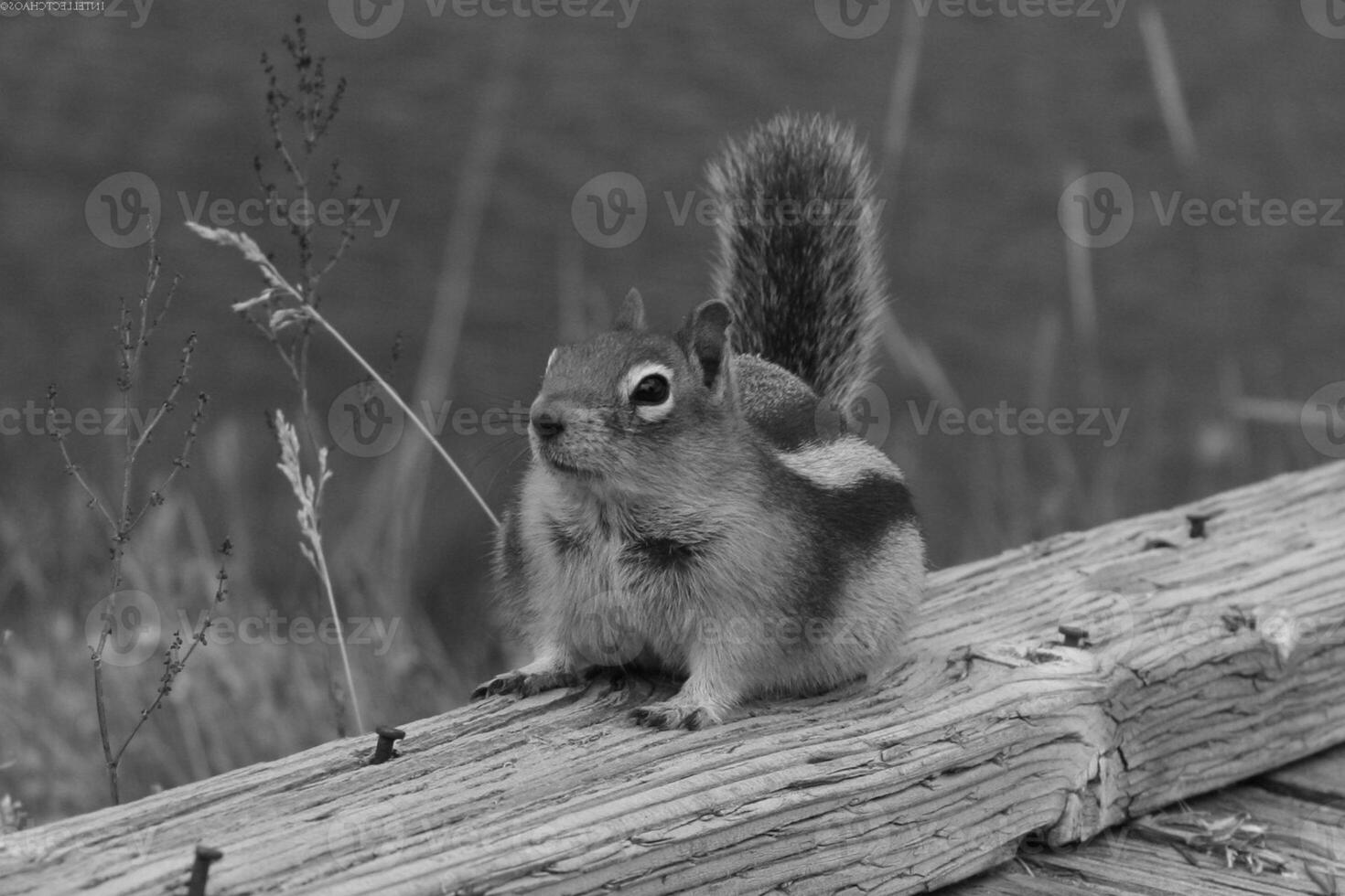 Squirrel close view background. Cute little squirrel in its natural habitat. Black and white monochrome grayscale photo