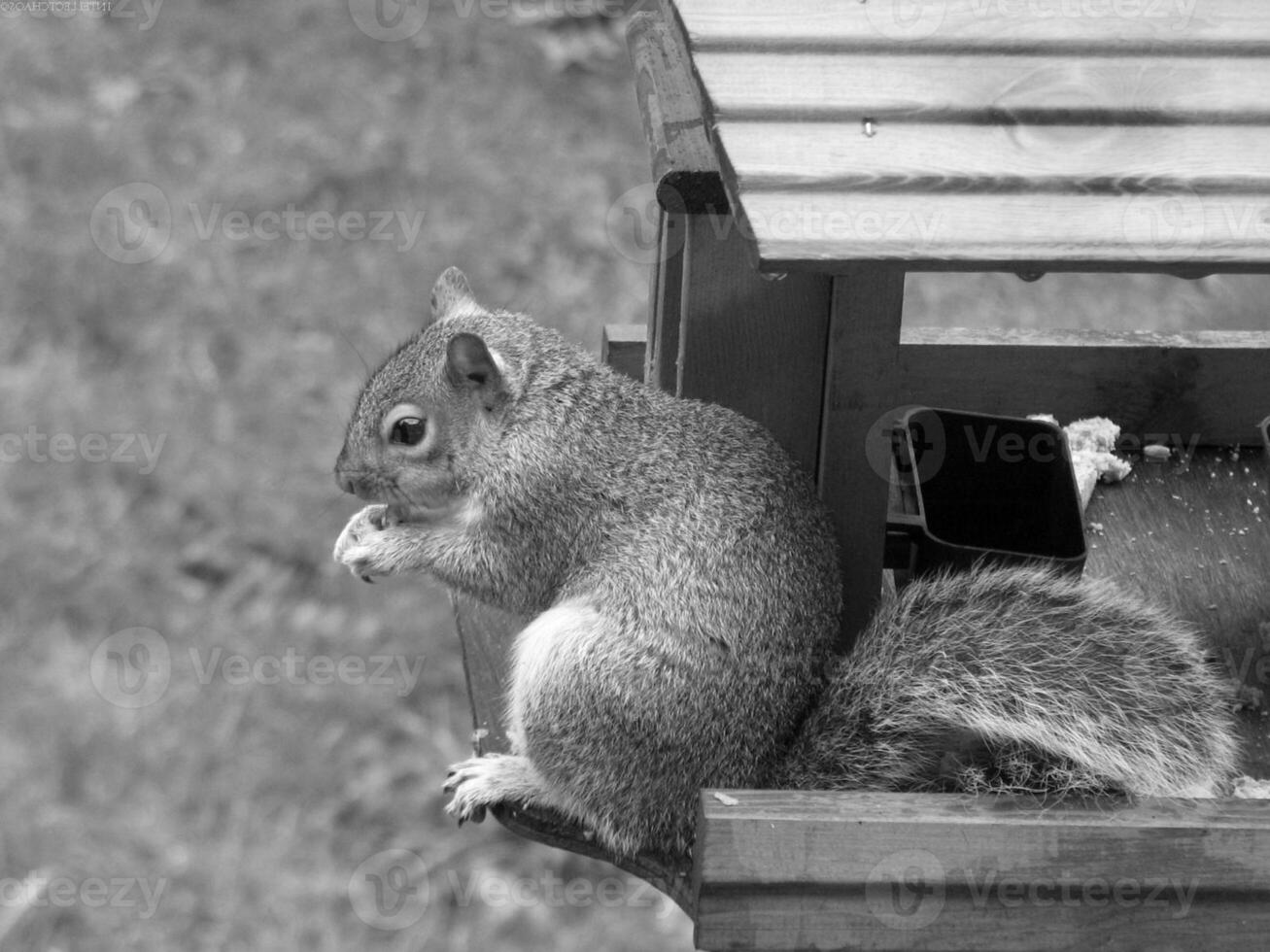Squirrel close view background. Cute little squirrel in its natural habitat. Black and white monochrome grayscale photo
