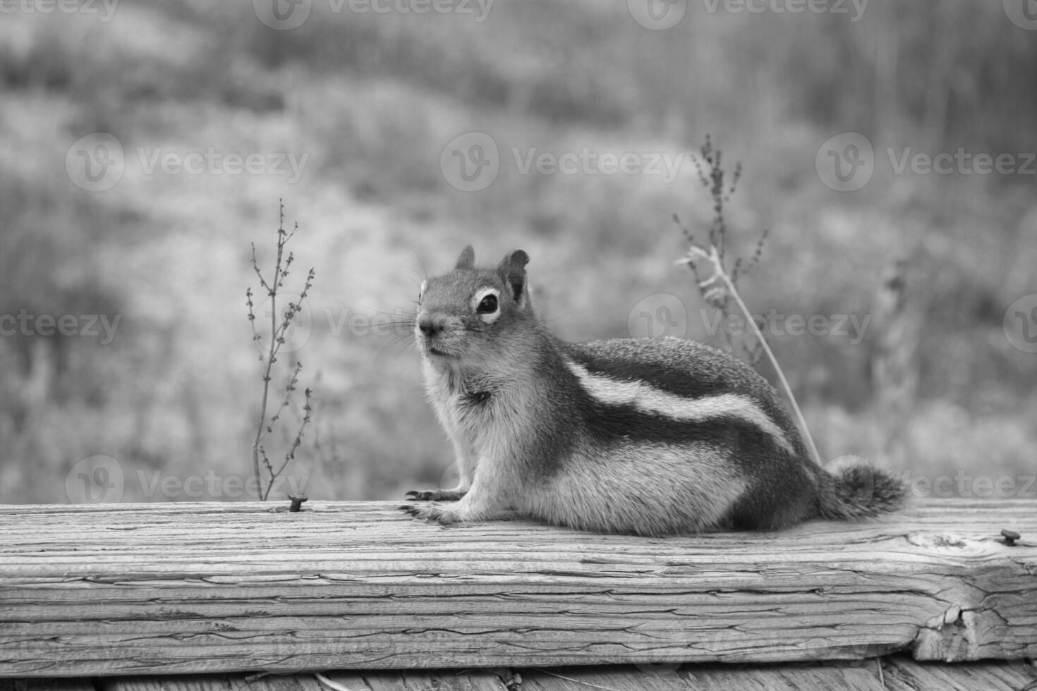 Squirrel close view background. Cute little squirrel in its natural habitat. Black and white monochrome grayscale photo