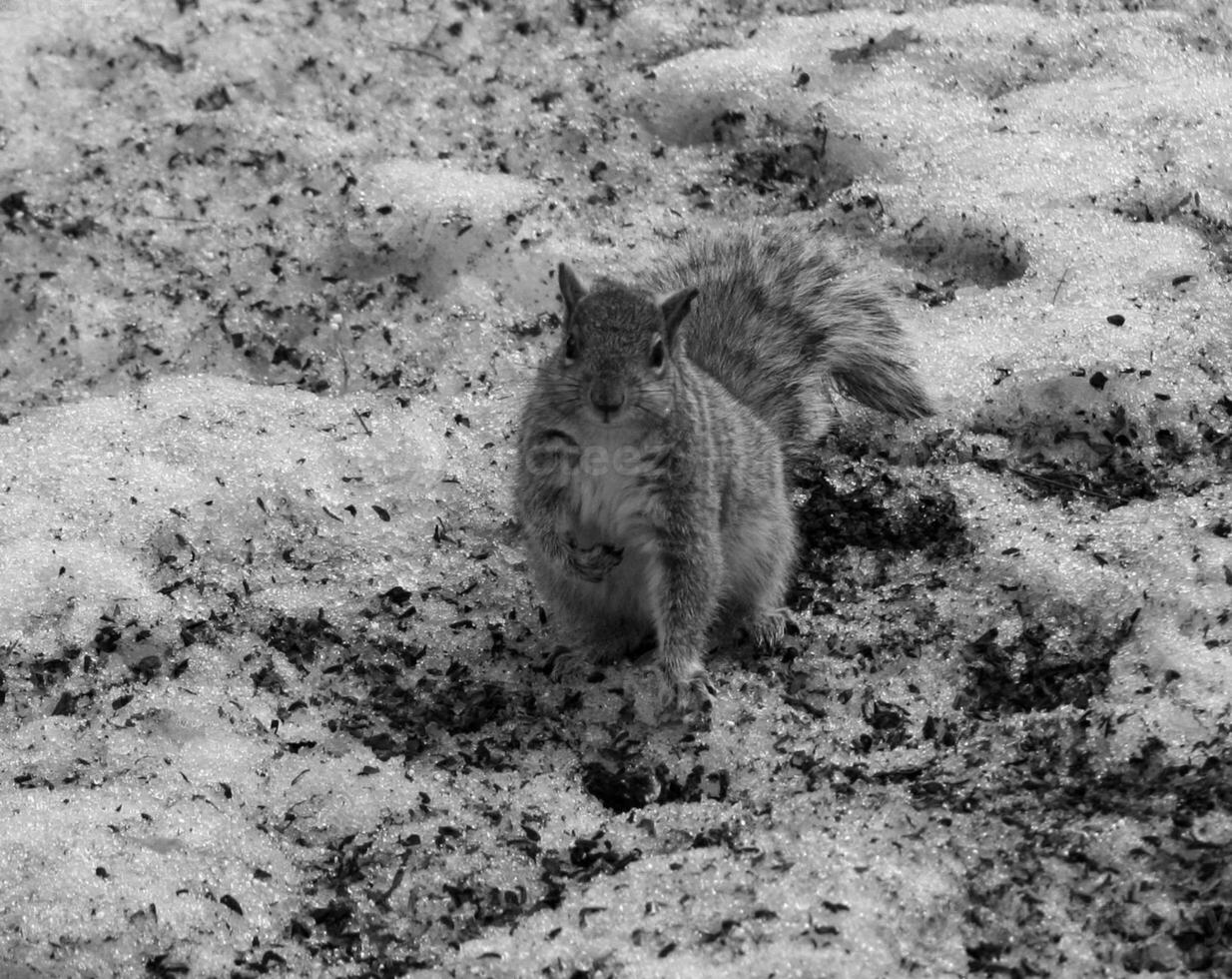 Squirrel close view background. Cute little squirrel in its natural habitat. Black and white monochrome grayscale photo