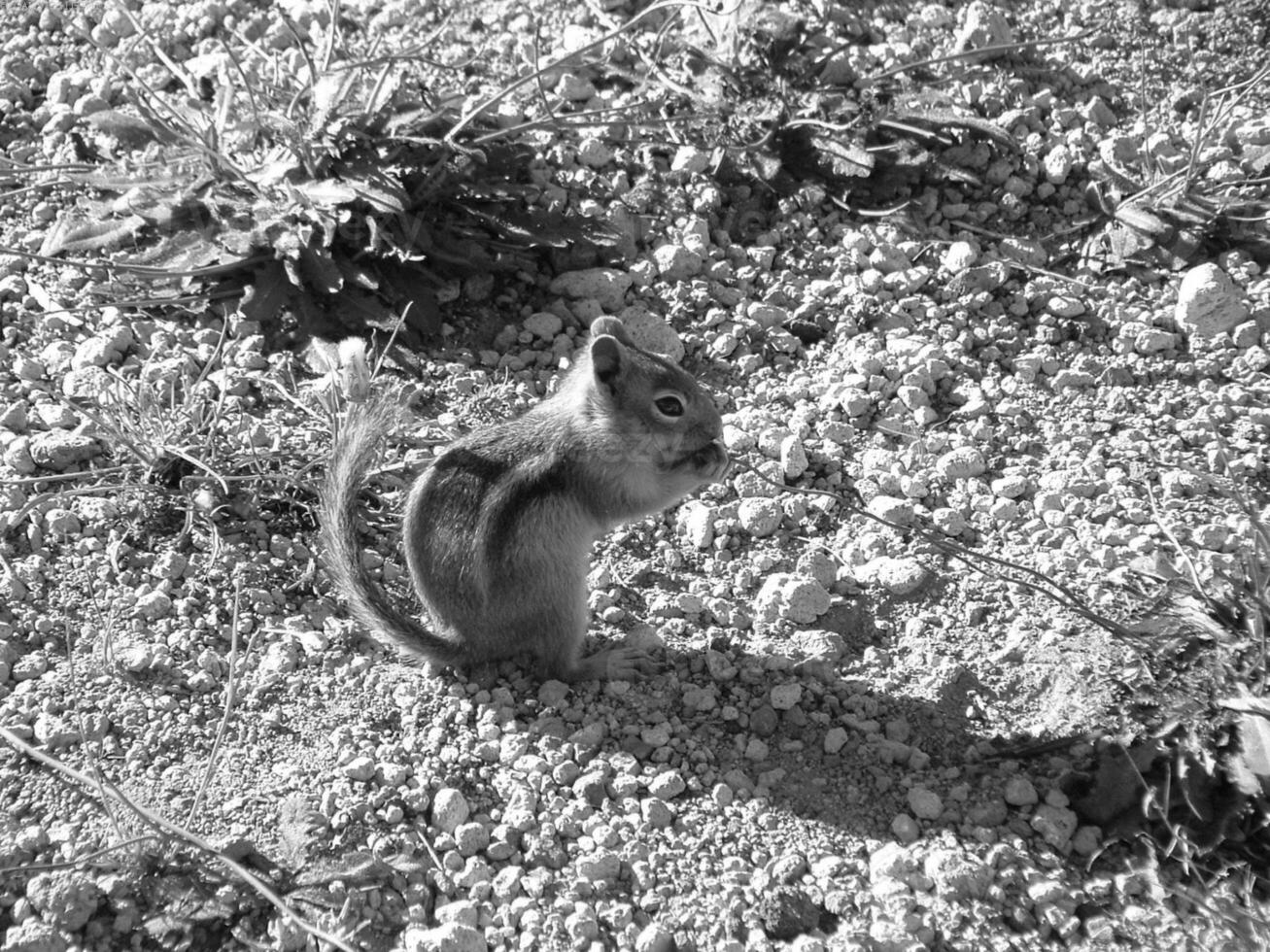 Squirrel close view background. Cute little squirrel in its natural habitat. Black and white monochrome grayscale photo