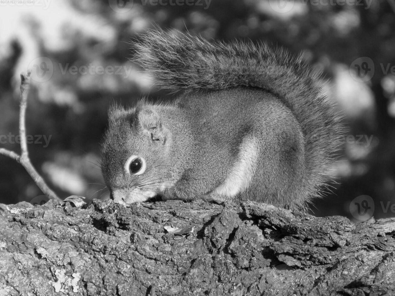Squirrel close view background. Cute little squirrel in its natural habitat. Black and white monochrome grayscale photo