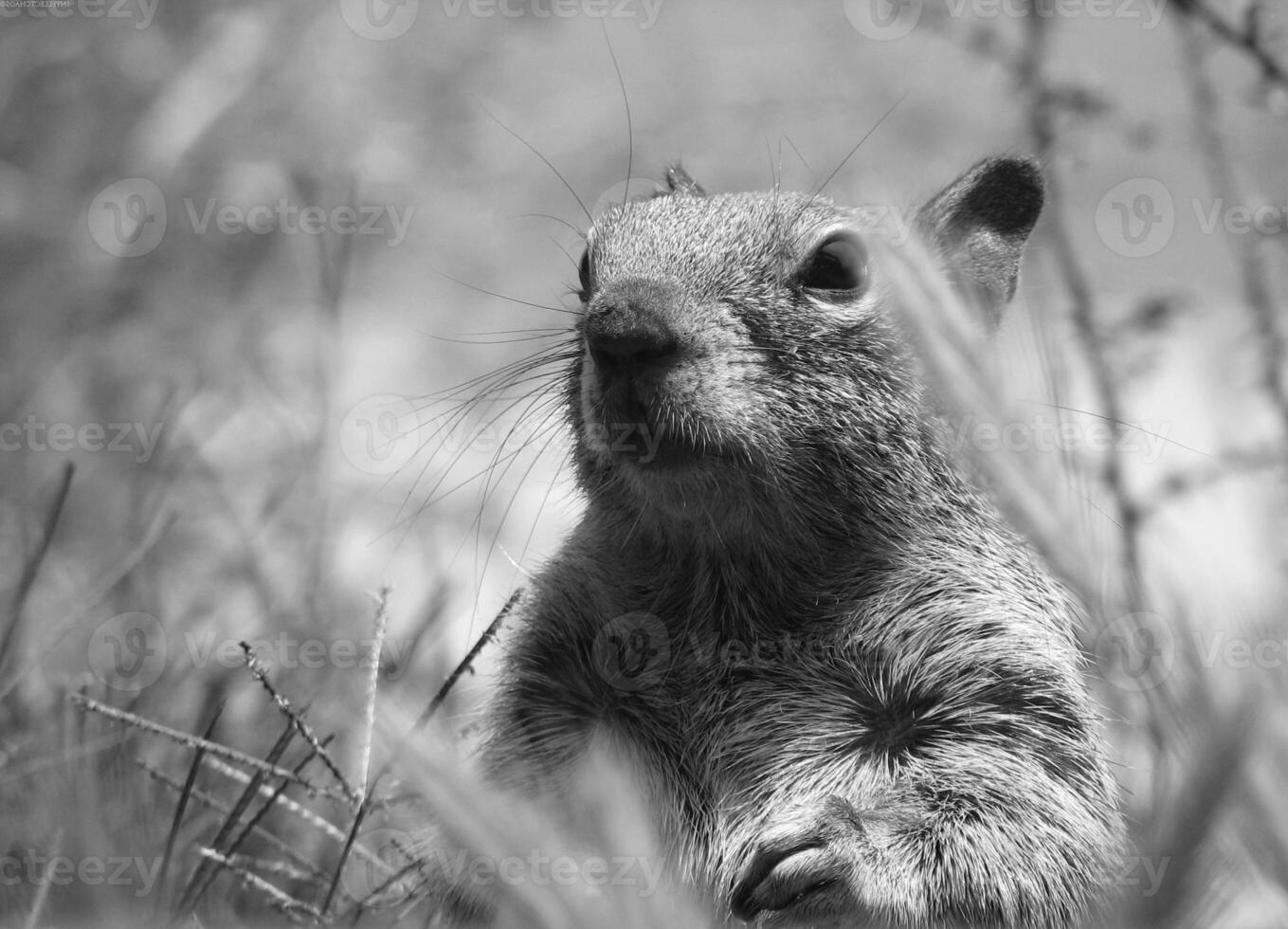 Squirrel close view background. Cute little squirrel in its natural habitat. Black and white monochrome grayscale photo