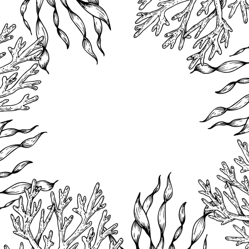 frame with algae, corals. Hand painted line seaweed, laminaria sketch. Graphic tropical clip art isolated on background. Underwater illustration. For designers, invitations, decoration vector
