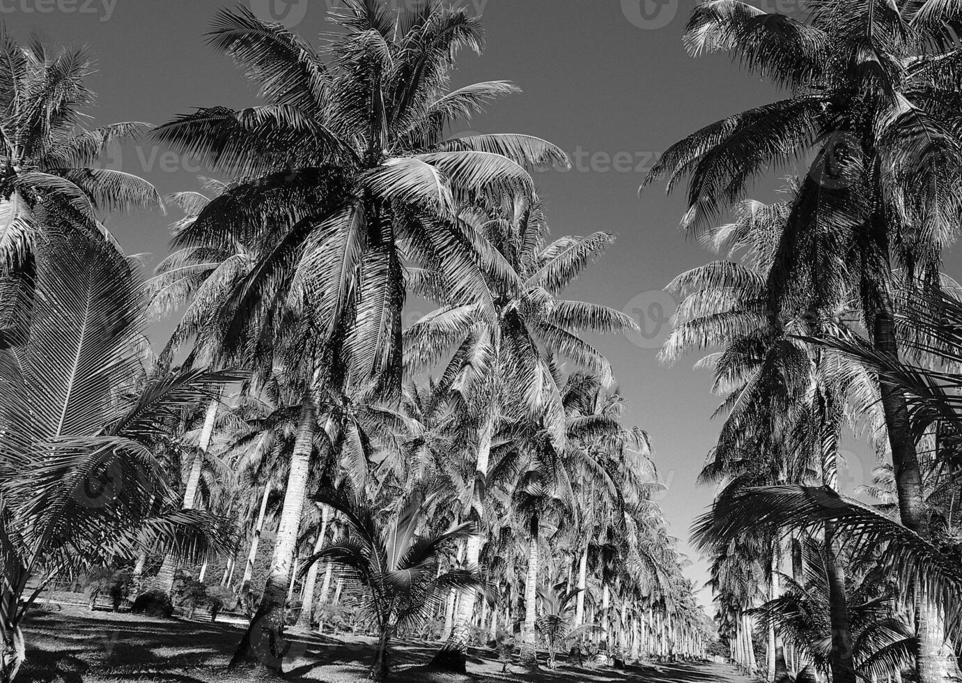 Lush Green Palm Trees Against a Clear Blue Sky photo
