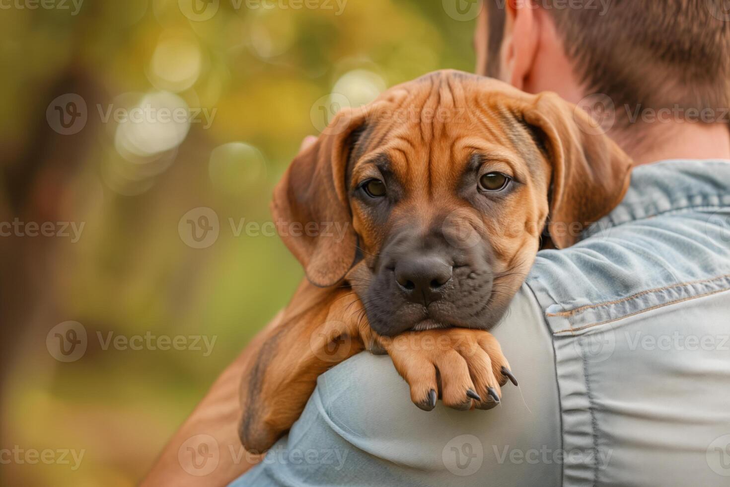 rhodesian ridgeback puppy on man shoulder. pet care concept photo