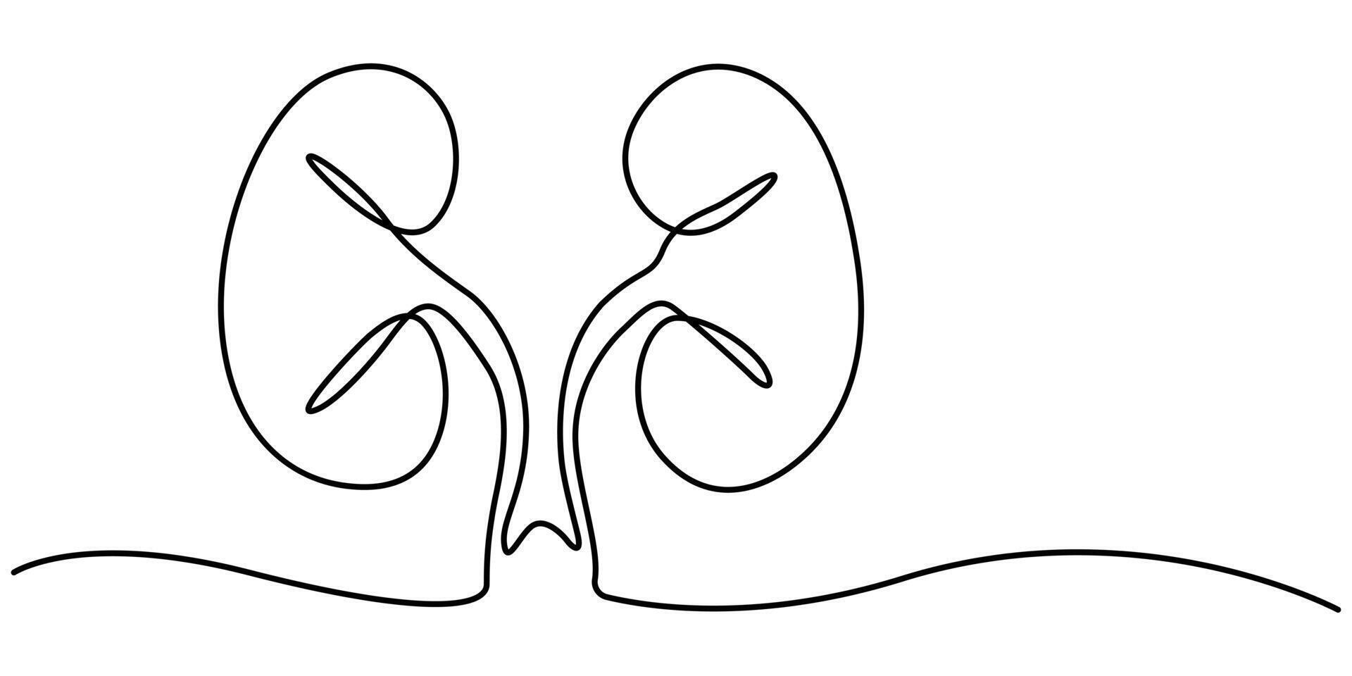 continuous one line art internal organ kidney vector