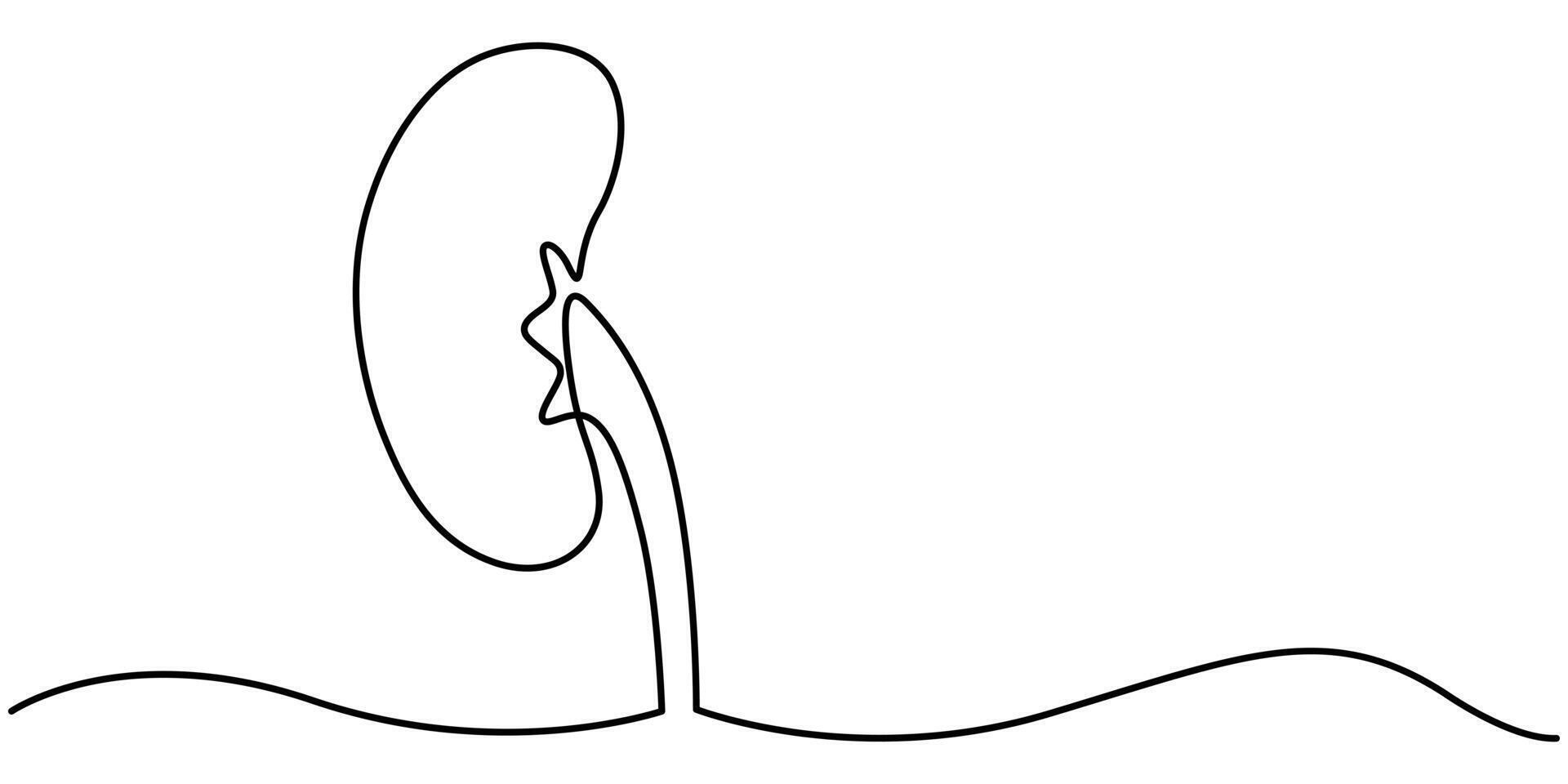Human kidney continuous one line draw illustration vector