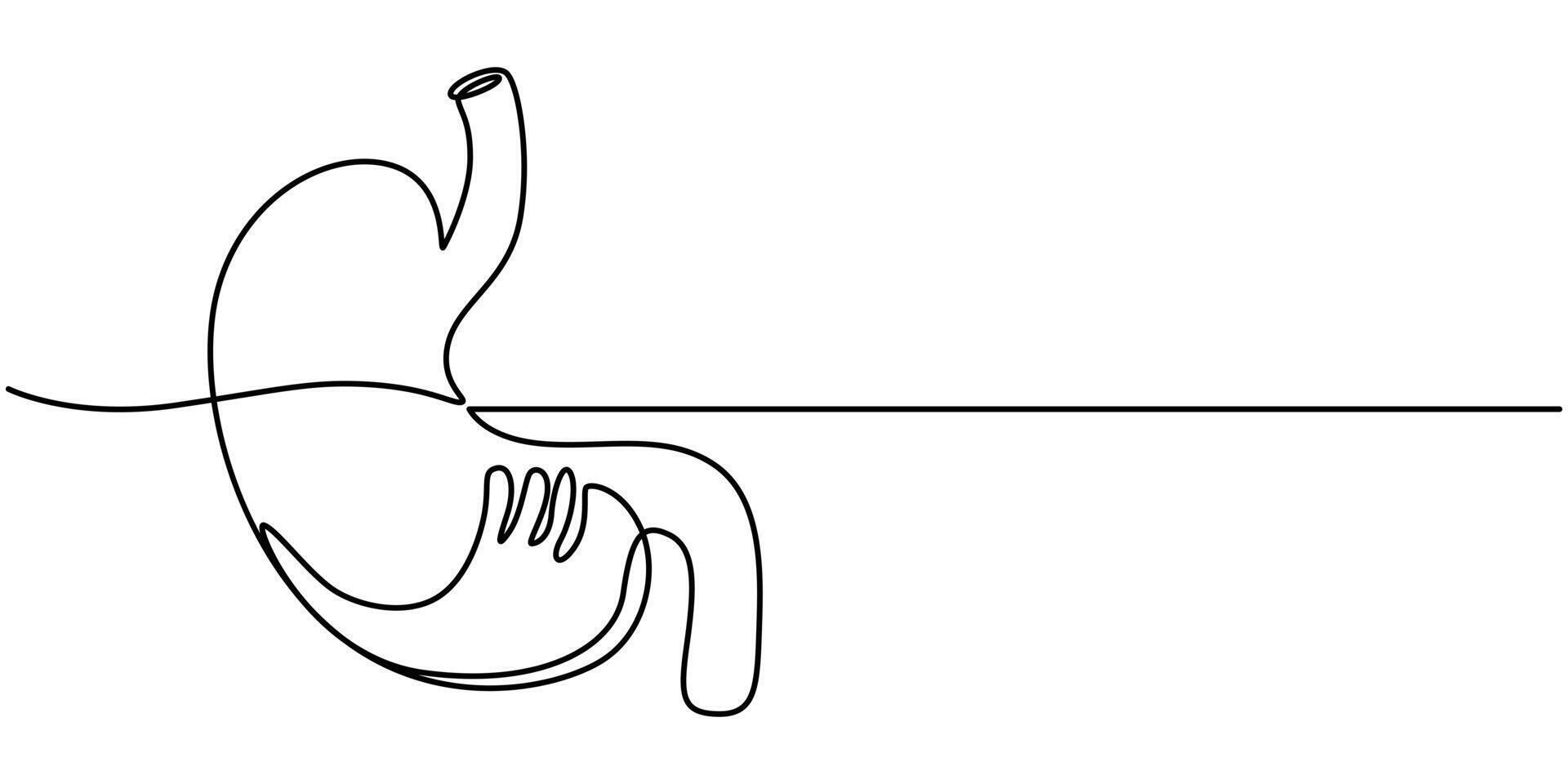 Continuous one line drawing of anatomical human stomach vector