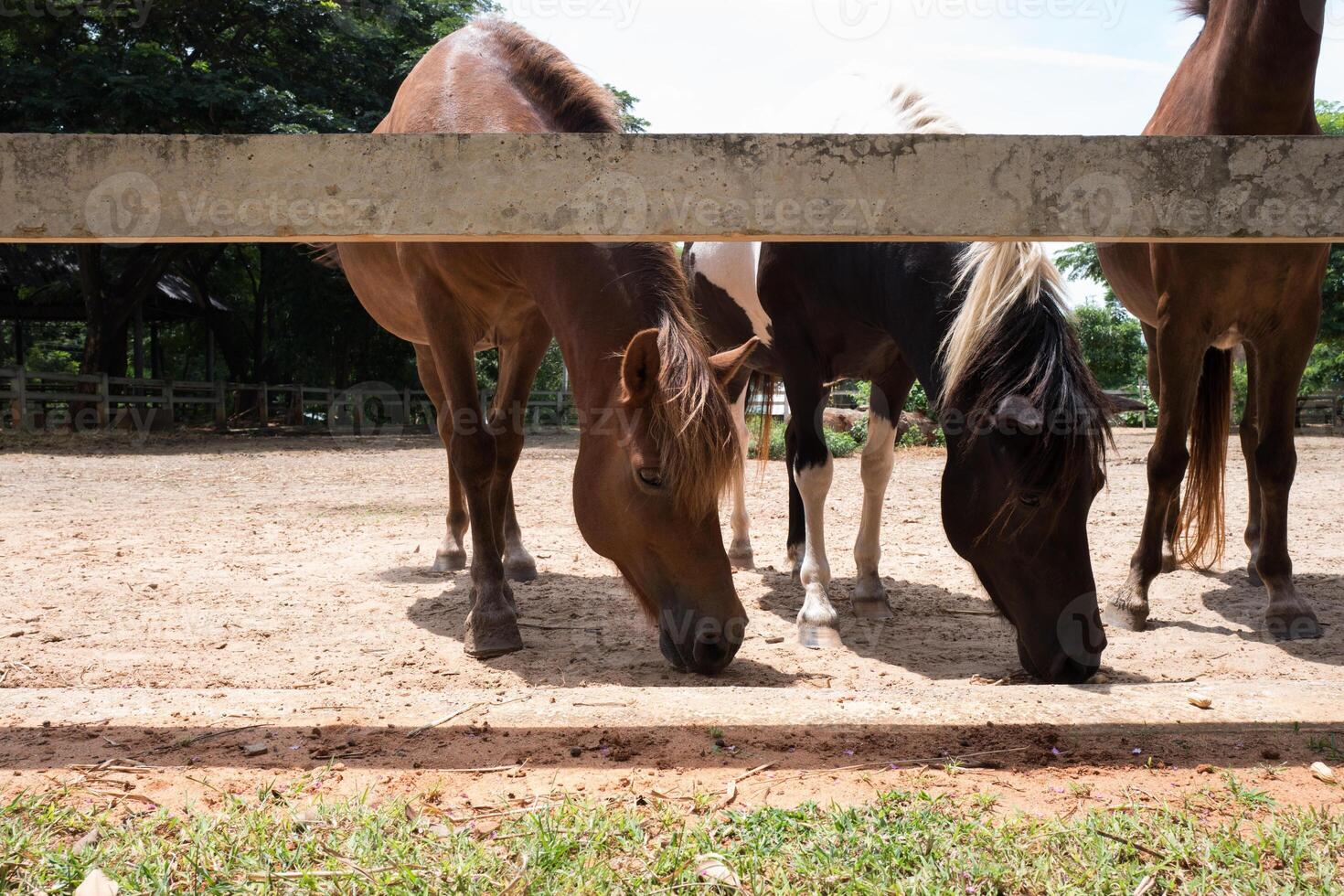 Different color of horses at farm photo