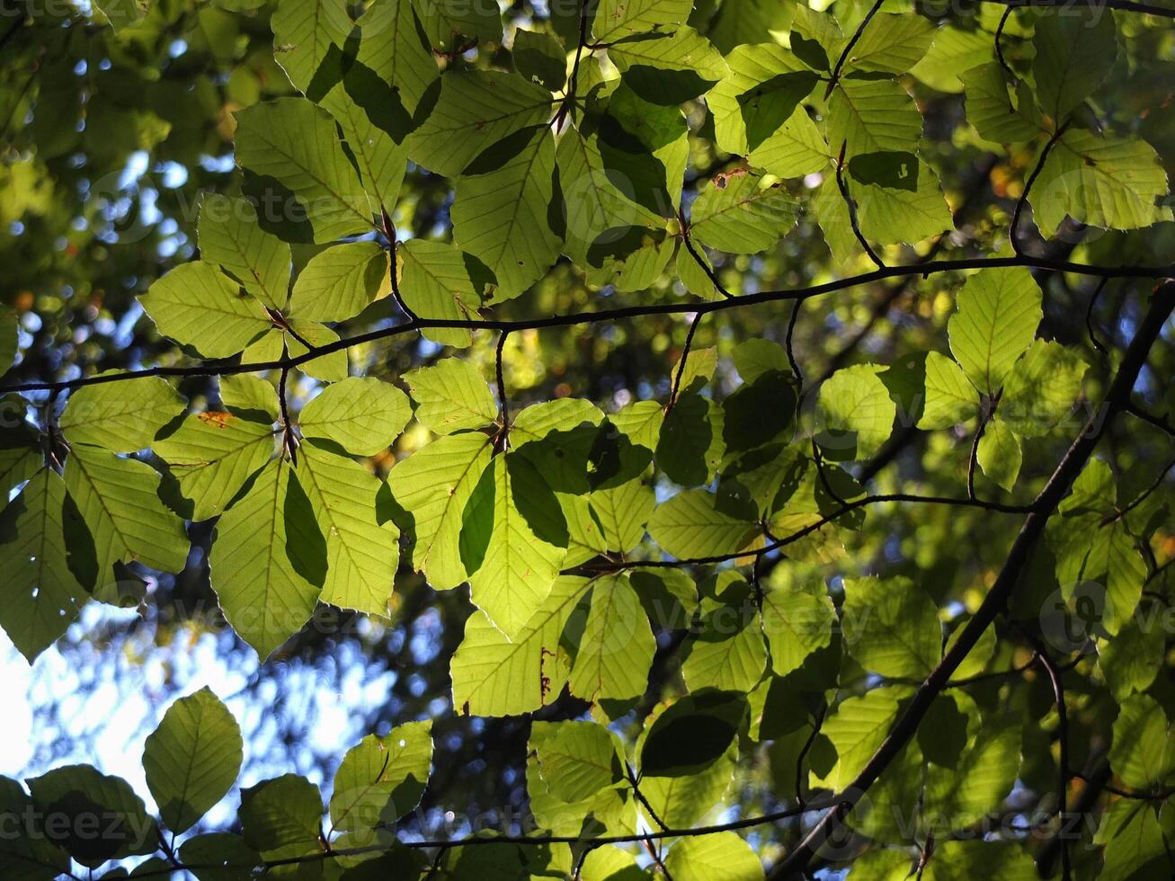 Leaves backlit of sun light in the forest photo