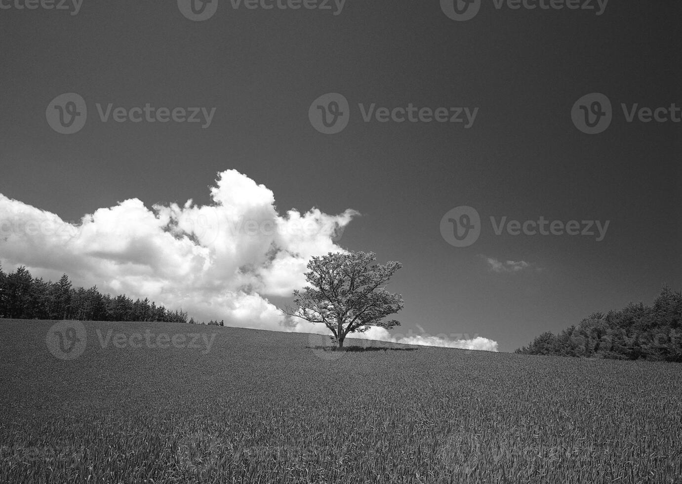 A Serene Daytime Scene in Nature Under a Cloudy Sky with Lush Vegetation and Trees photo