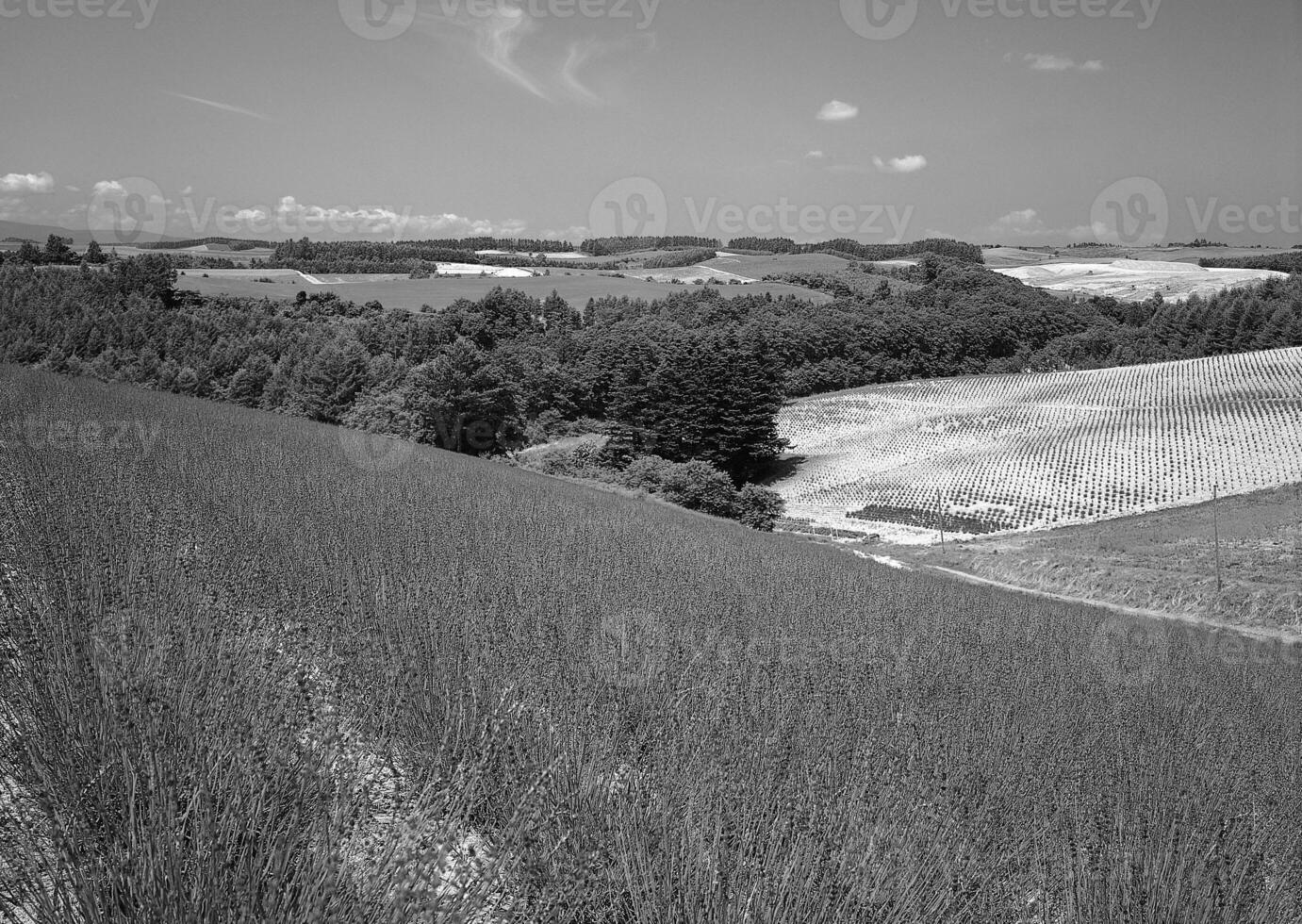 Vibrant Azure Sky Above Lush Green Fields and Flourishing Vegetation photo