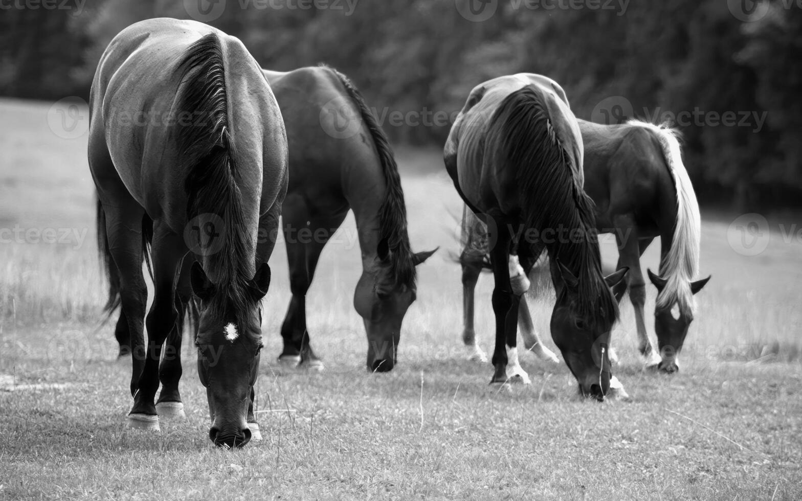 Sorrel Horse Grazing in a Serene Natural Landscape Under the Shade of a Tree photo