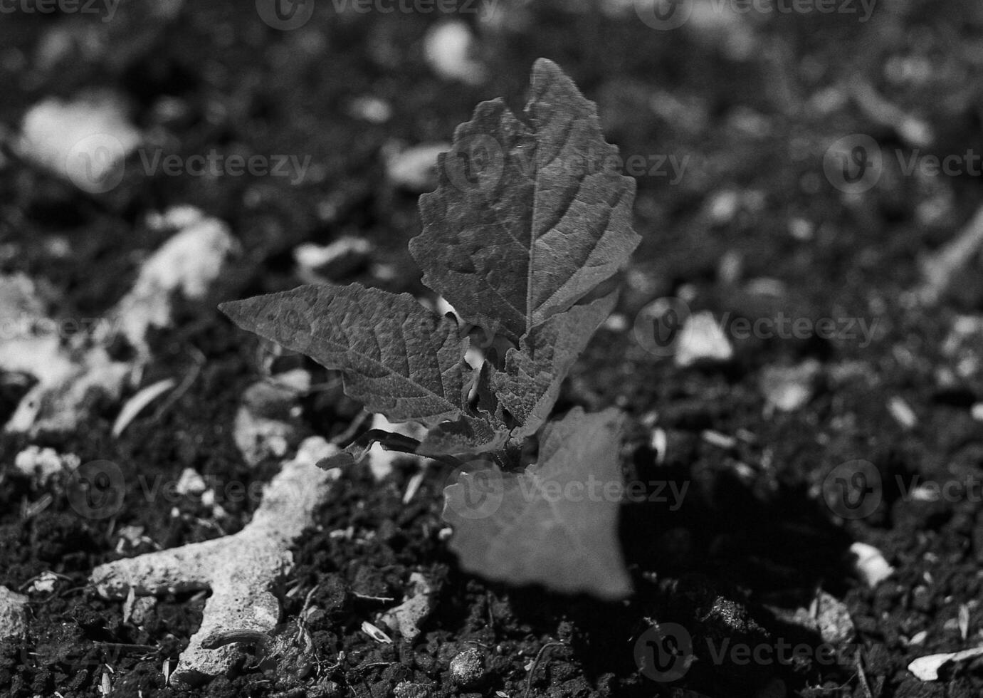 Vibrant Blooming Annual Herb in Rich Soil Under Sunlight photo