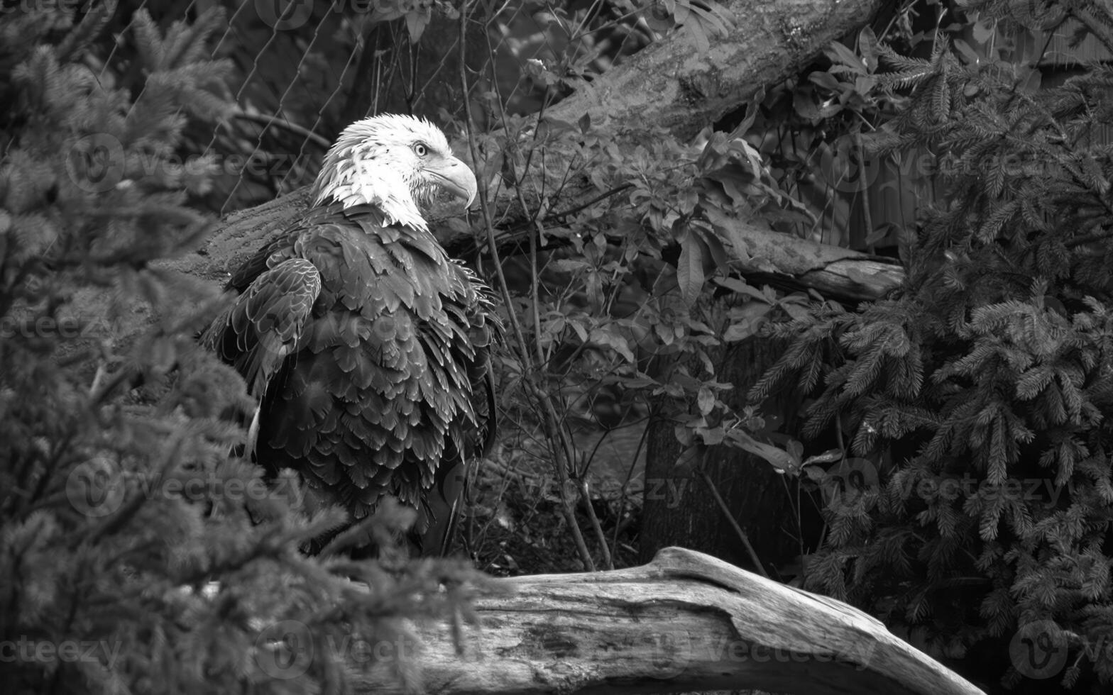 Majestic Bald Eagle Perched on a Tree Branch Overlooking the Sea photo