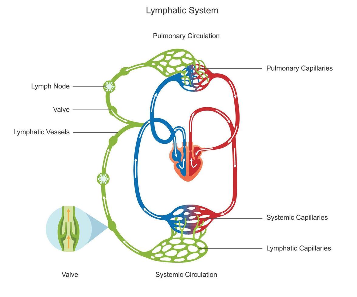 Lymphatic circulation moves lymph through vessels and nodes, aiding immunity and fluid balance vector