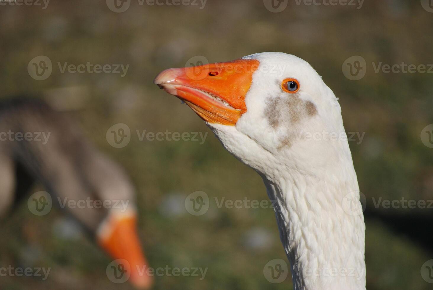 Bird in its natural habitat close view, bird background photo