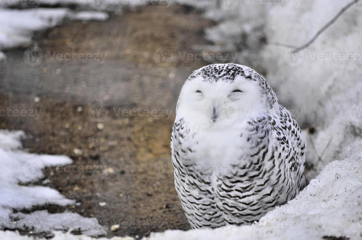 Bird in its natural habitat close view, bird background photo