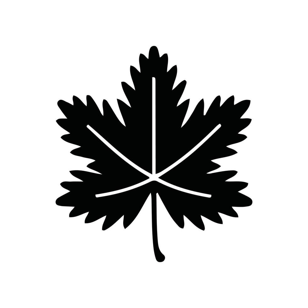 Black silhouette of maple leaf icon on white background vector