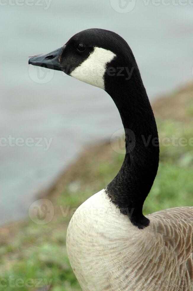 Bird in its natural habitat close view, bird background photo