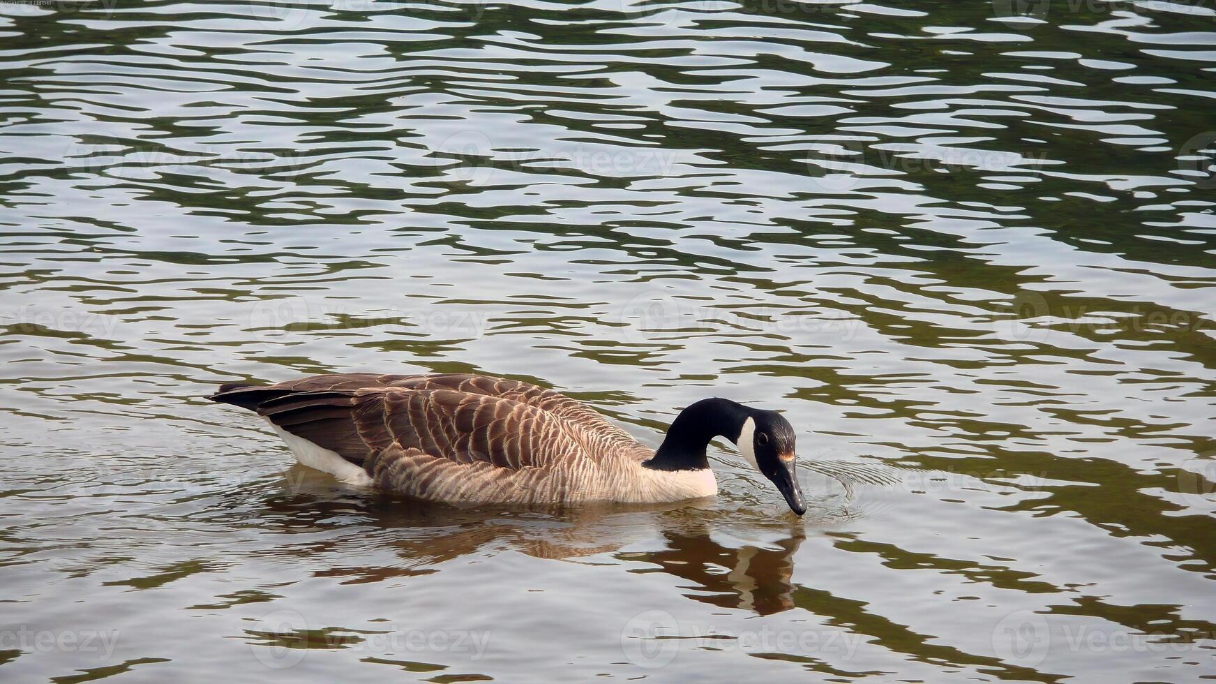 Bird in its natural habitat close view, bird background photo
