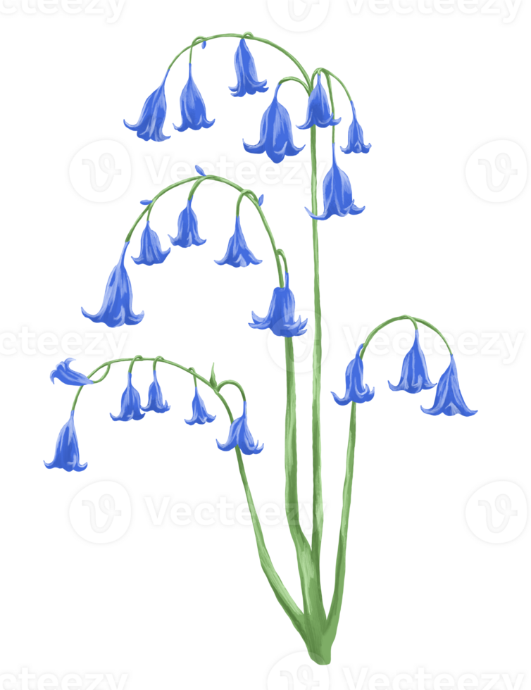 Blue bells flower botanical painting illustration png