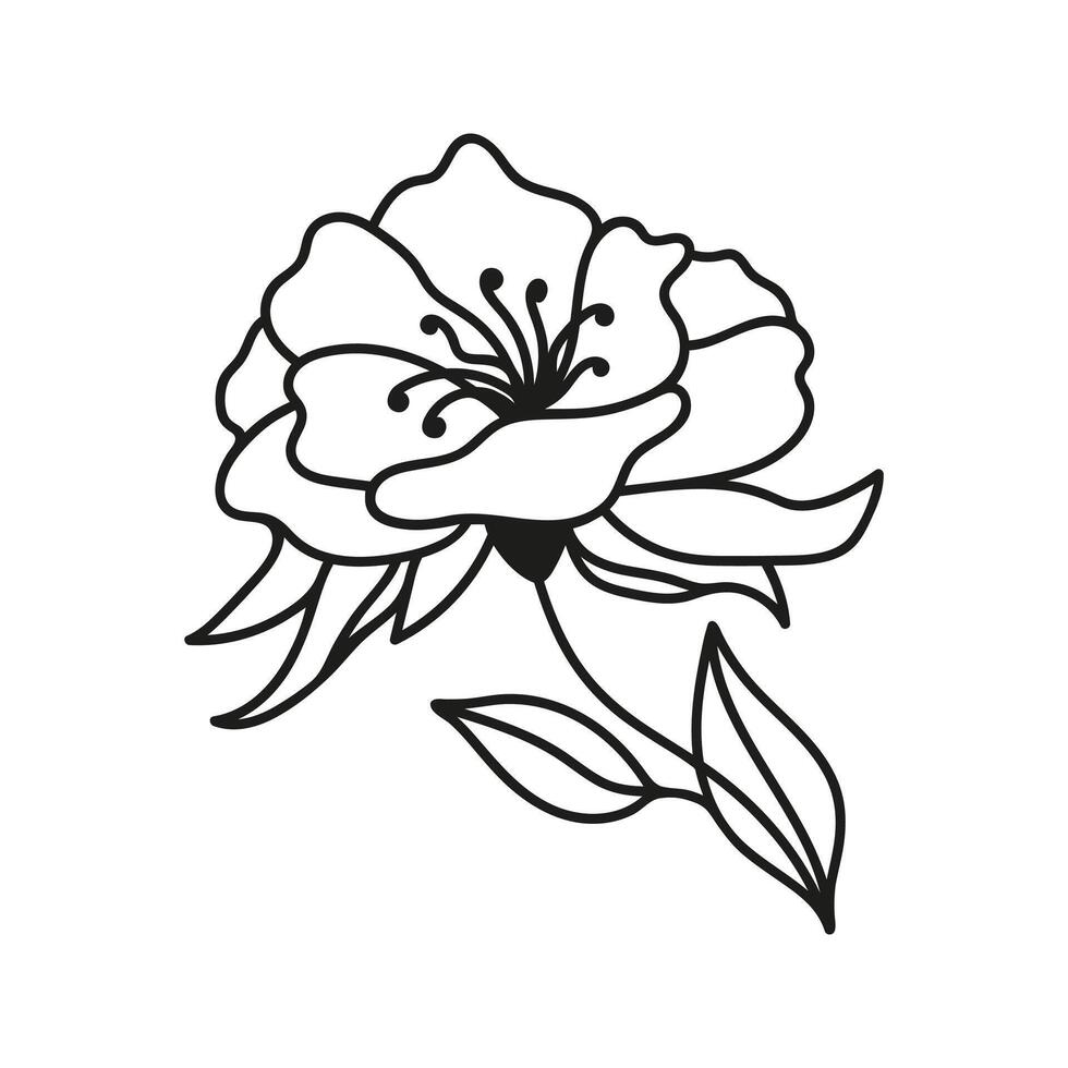 Summer magnolia botanical illustrations. Hand drawn linear flower doodle. vector