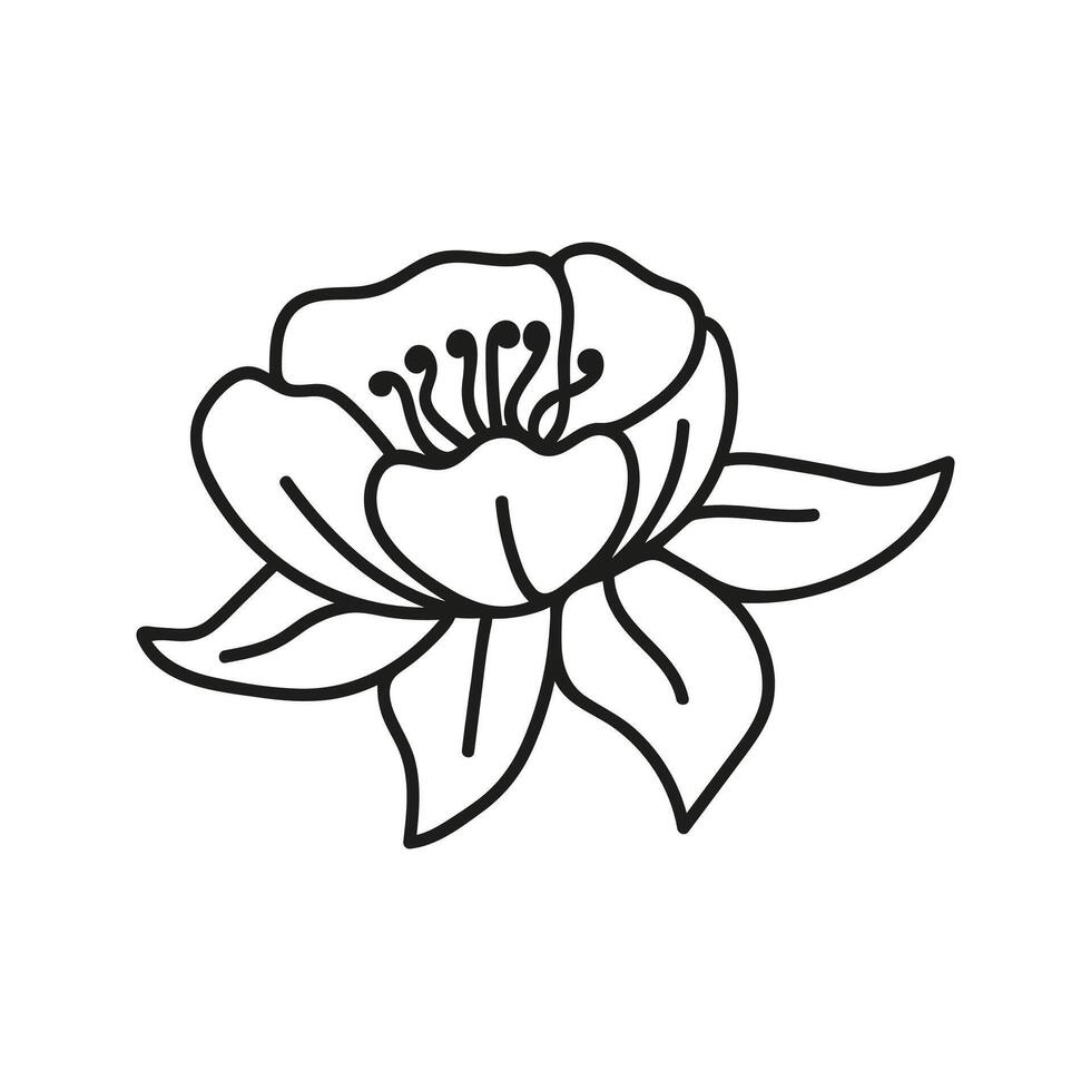 Summer magnolia botanical illustrations. Hand drawn linear flower doodle. vector