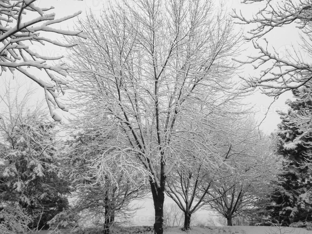 Snowy Natural Landscape with Deciduous Tree and Twig Under the Sky photo