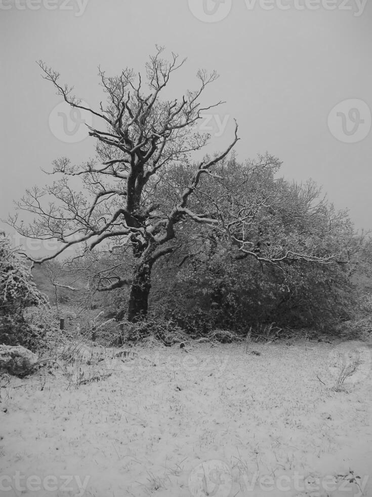 Snowy Landscape with Bare Tree Branches and Twigs photo