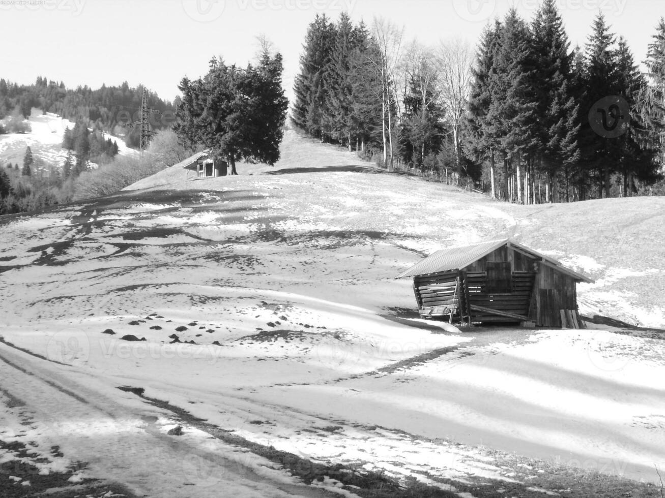 Snowy Natural Landscape with Trees and Grass on a Slope photo