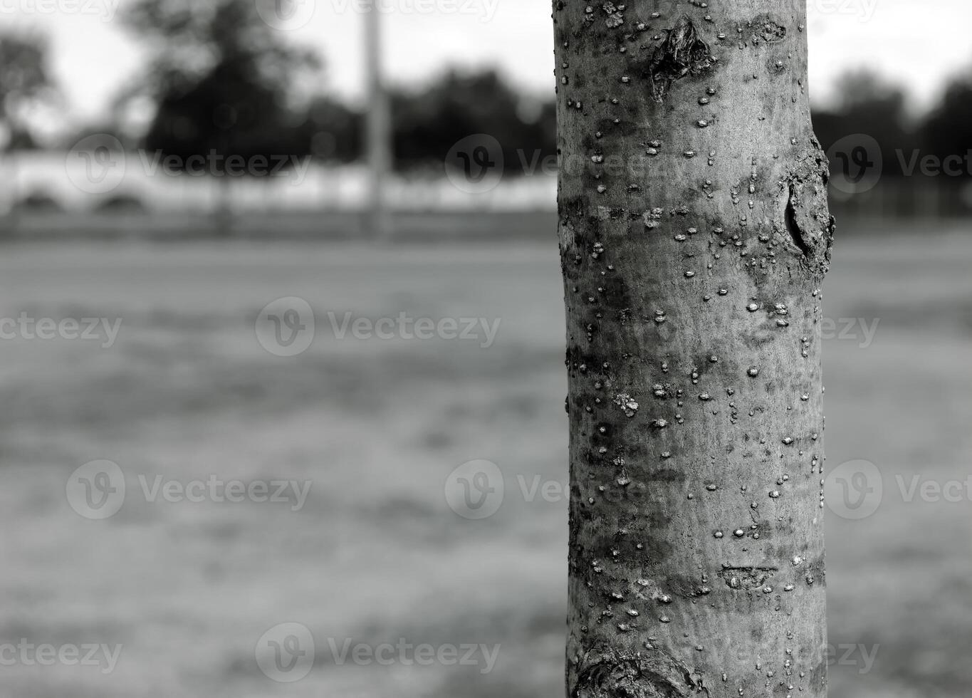 Tree trunk with bark, close view photo