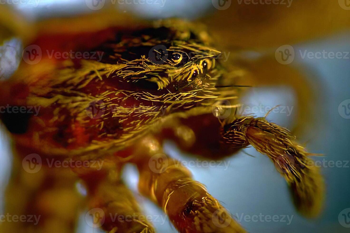 Close-Up of a Dragonfly and a Honeybee on a Bright Gold Flower photo
