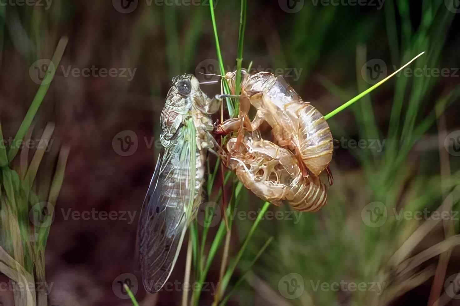 Close-Up of a Colorful Insect on Grass Plant photo