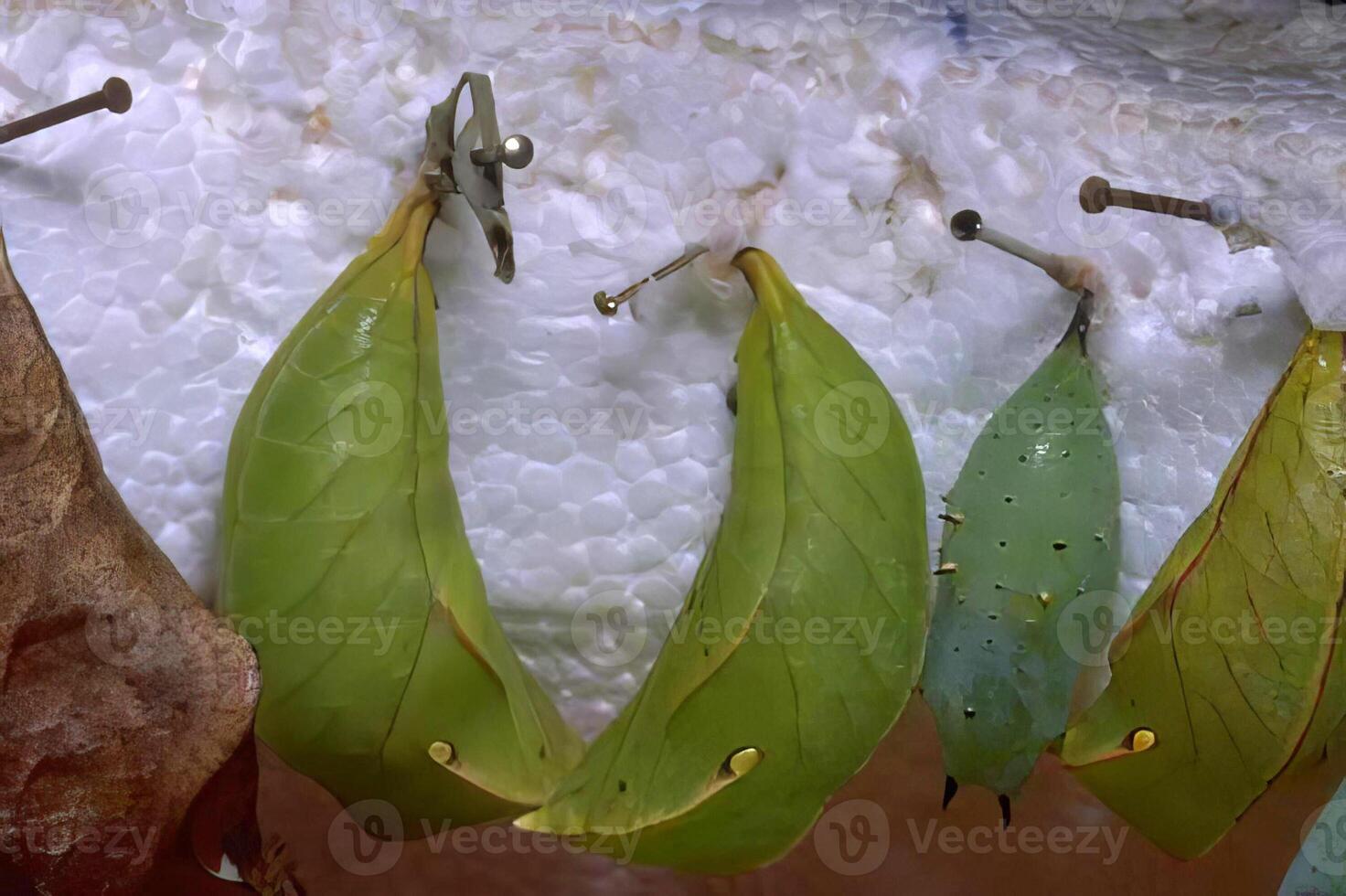 Close-Up of a Leaf with Insect on a Flowering Plant photo