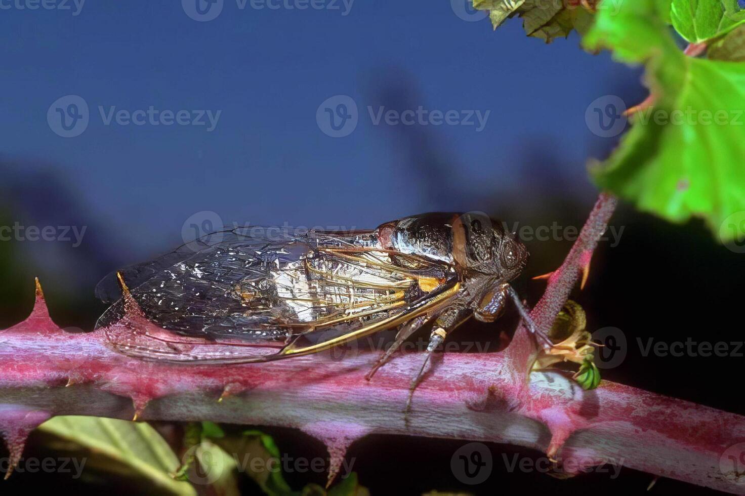 Close-Up of a Colorful Insect on a Green Plant in Nature photo