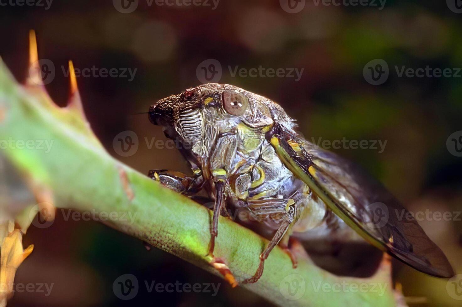 Close-Up of an Insect Eye on a Plant Leaf photo