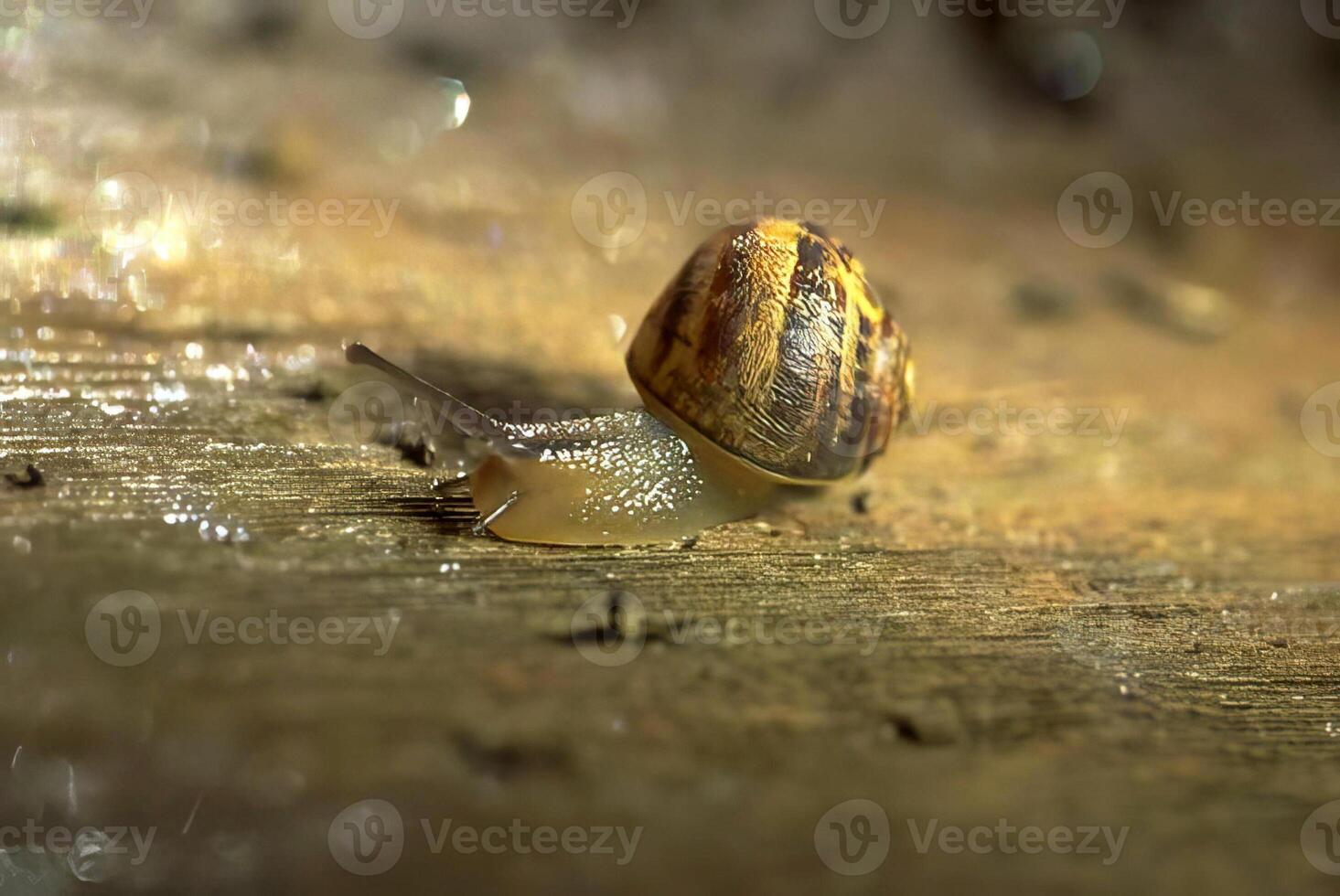 Close-Up of a Snail on Wood with its Shell Exposed photo