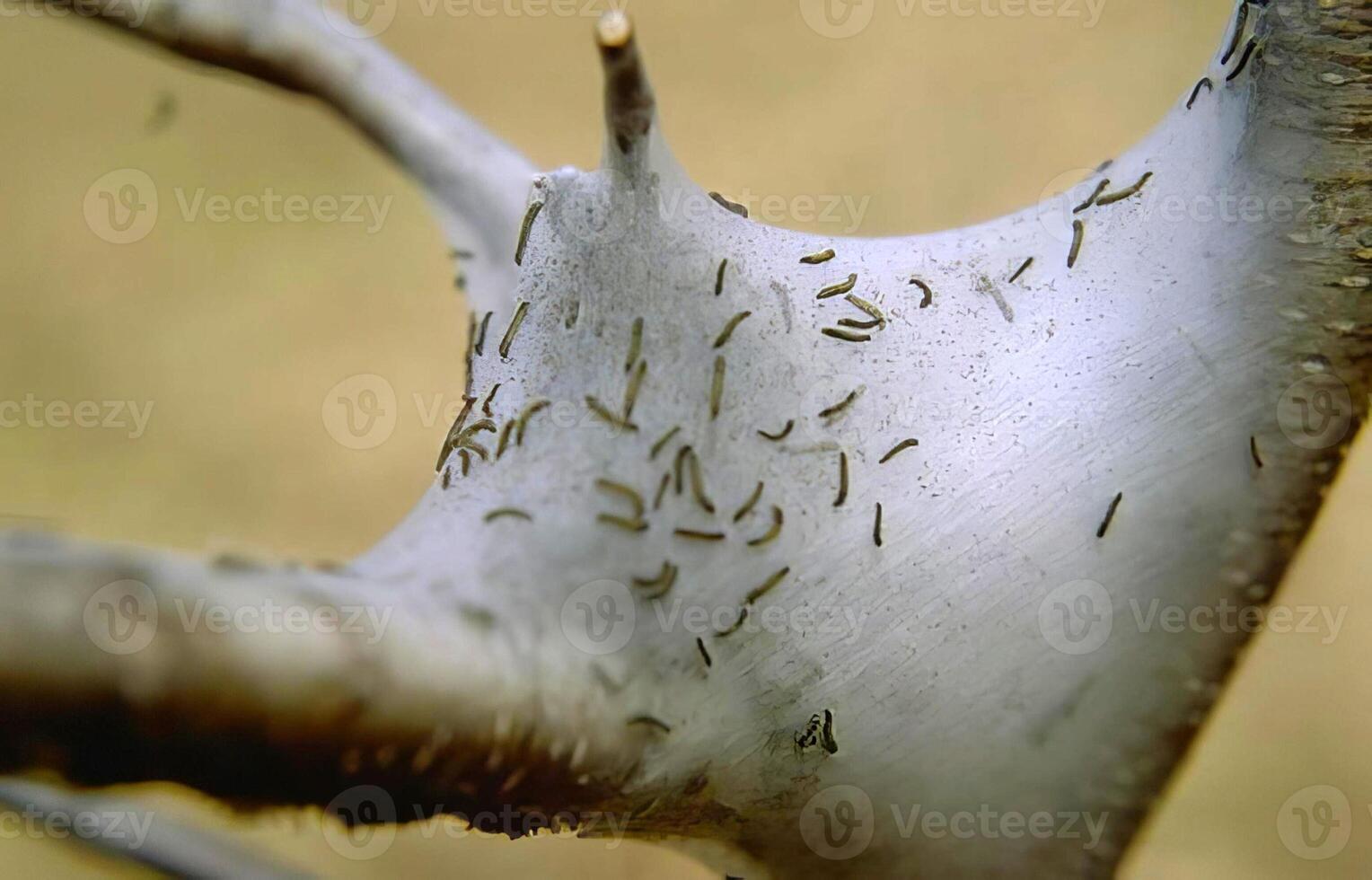Close-Up of a Wooden Twig and Tree Branch photo