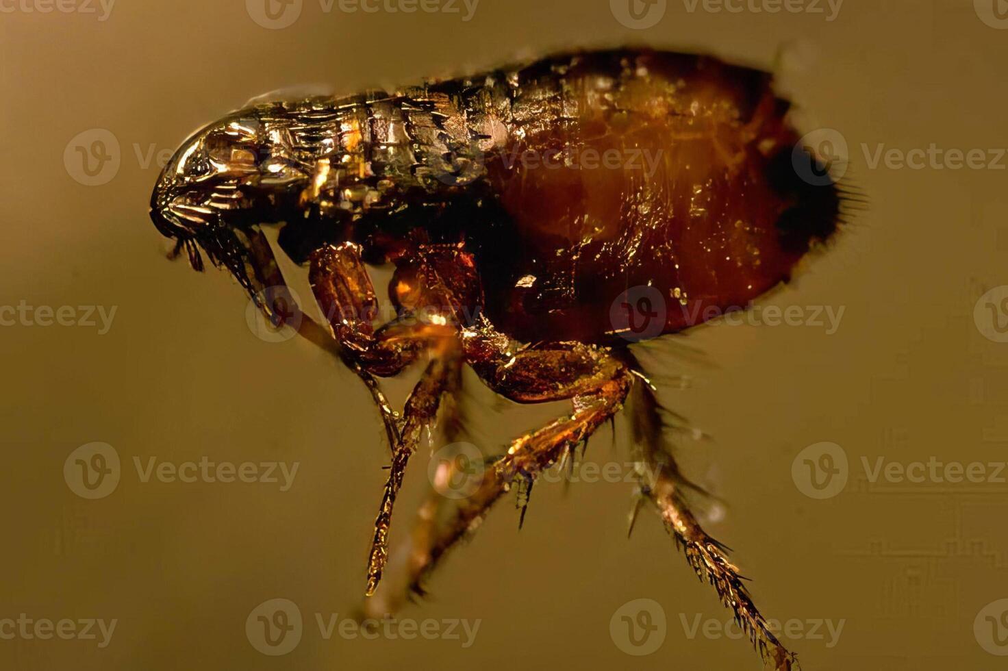 Close-Up of a Colorful Insect Eye with Liquid Reflection in Nature photo