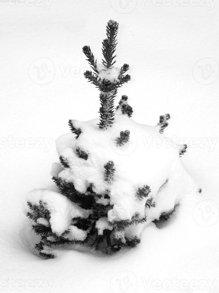 Evergreen Twig with Frost for Christmas Decoration photo