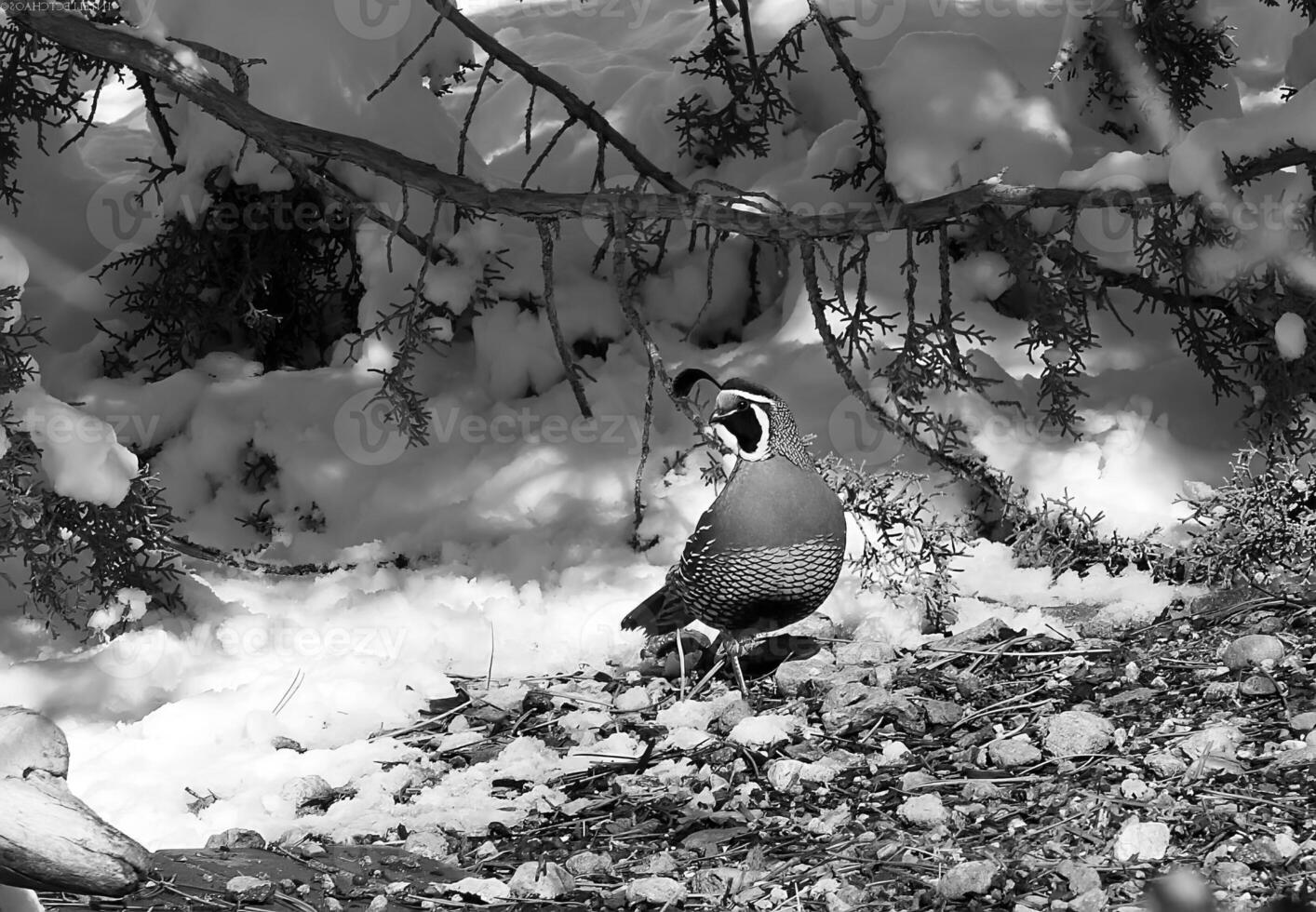 Bird on a Twig in Snowy Landscape photo
