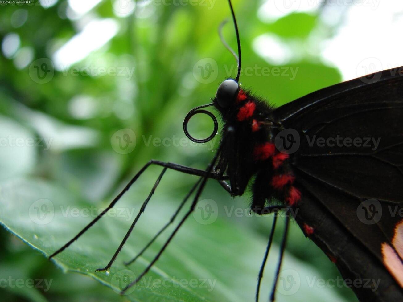 Butterfly close view in the natural habitat background photo