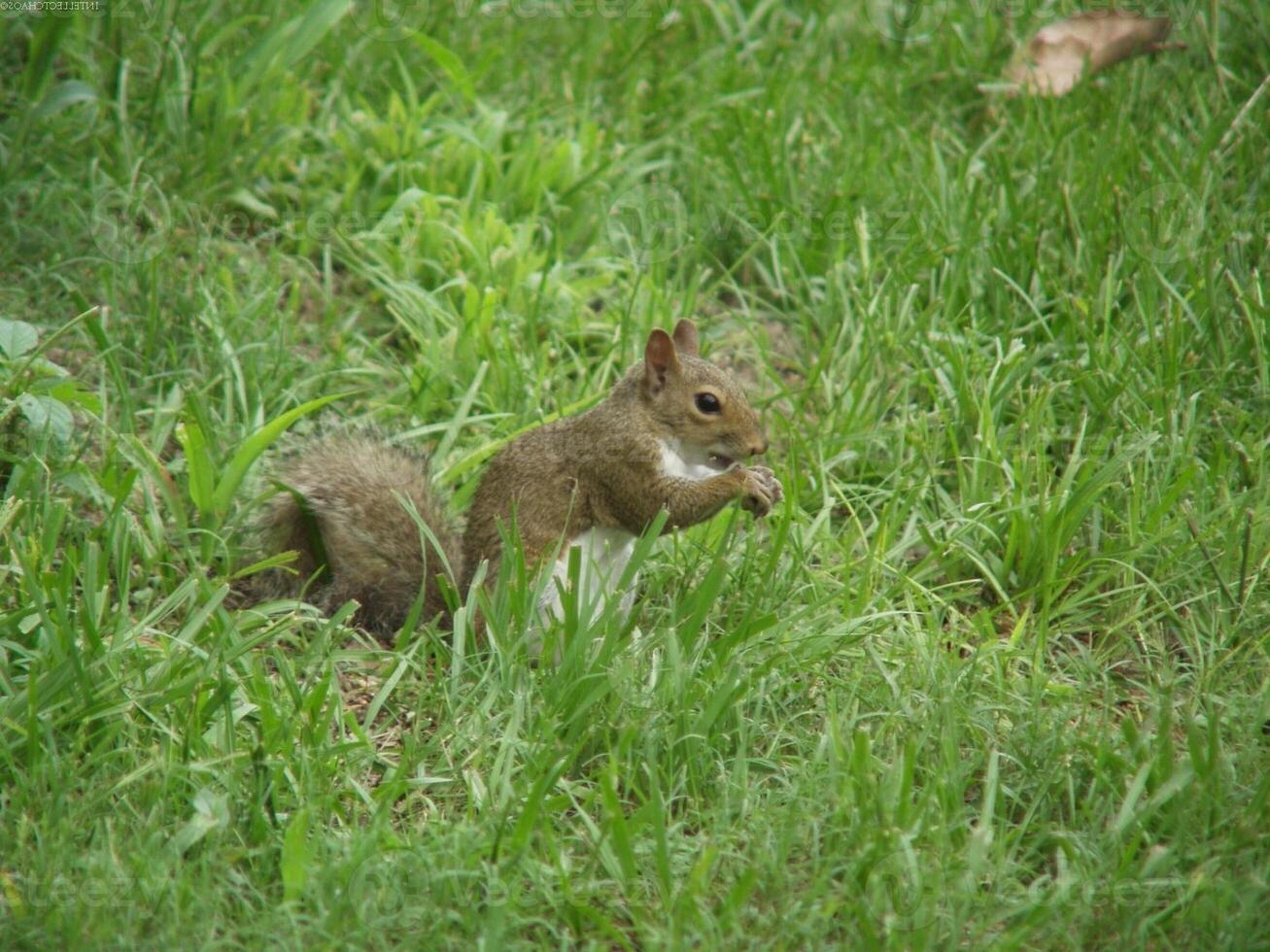 Squirrel close view background. Cute little squirrel in its natural habitat photo