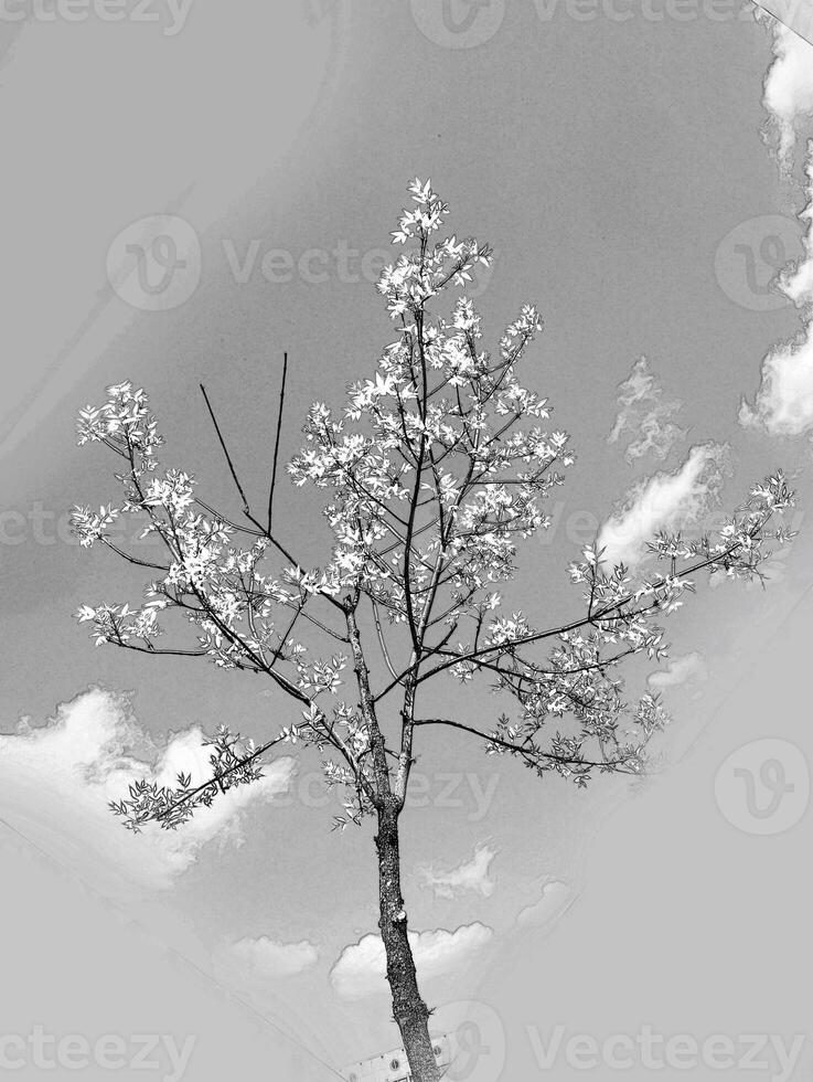 Summer tree in the sun rays. Pencil sketch drawing photo