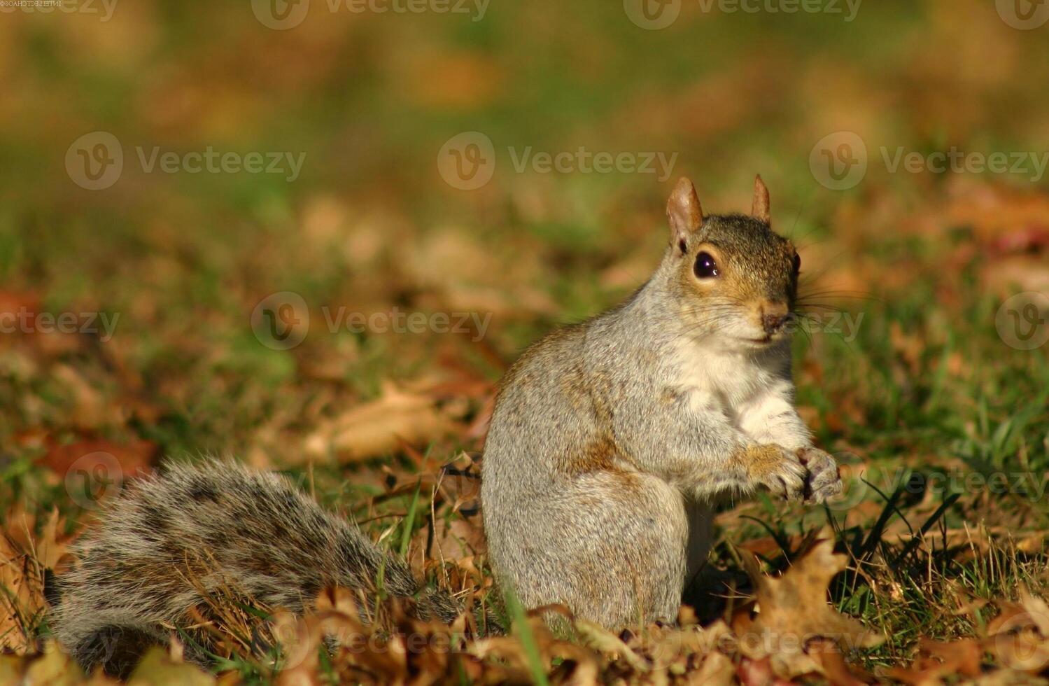 Squirrel close view background. Cute little squirrel in its natural habitat photo